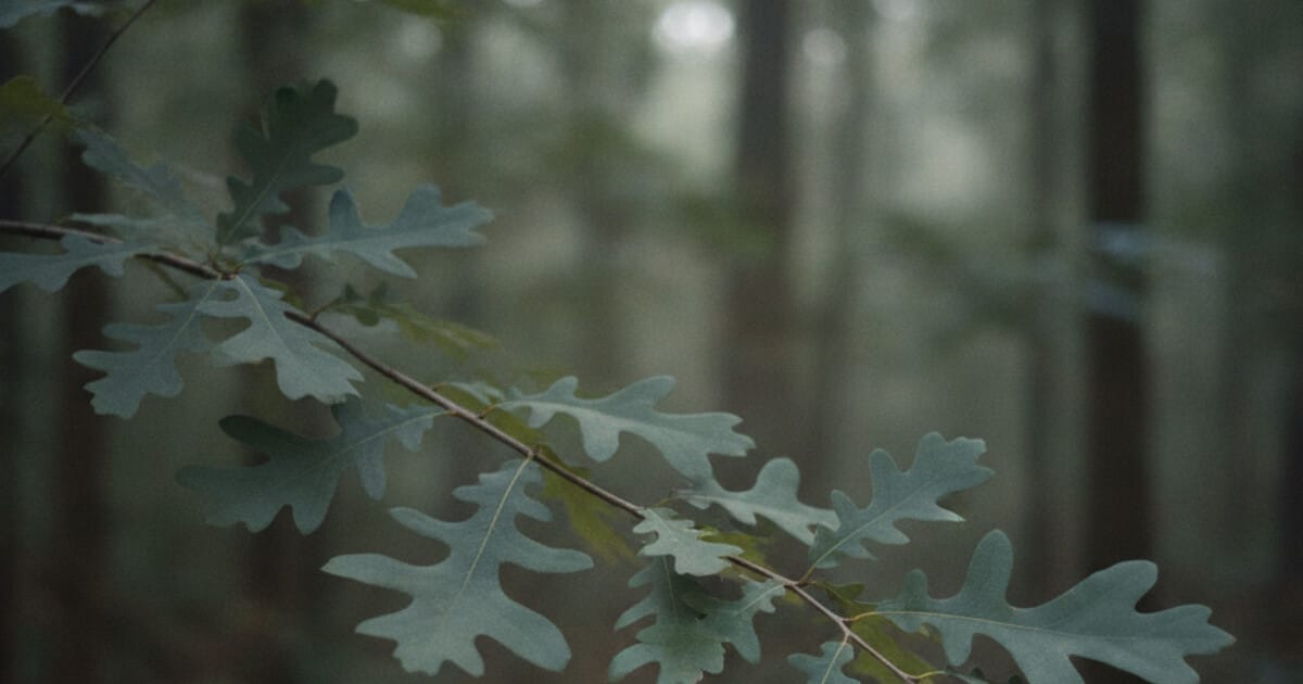 Water Oak Tree Identification: 7 Reliable Signs