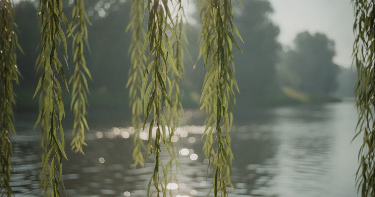 What Does a Willow Tree Look Like?
