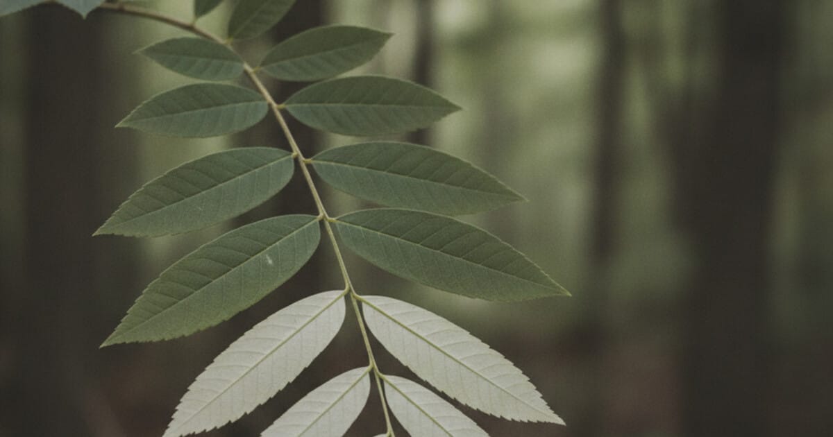 White Ash Tree Identification: 7 Reliable Signs