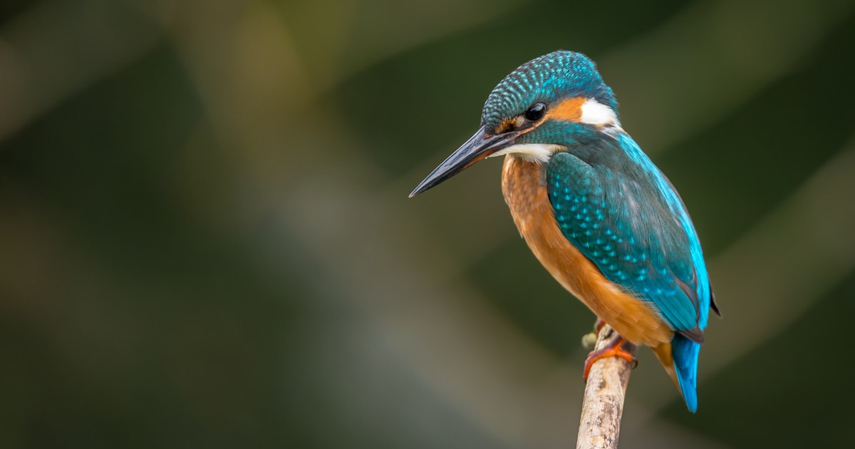 Trees That Attract Wildlife to Your Yard