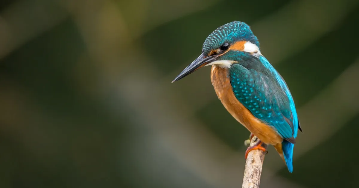 Trees That Attract Wildlife to Your Yard