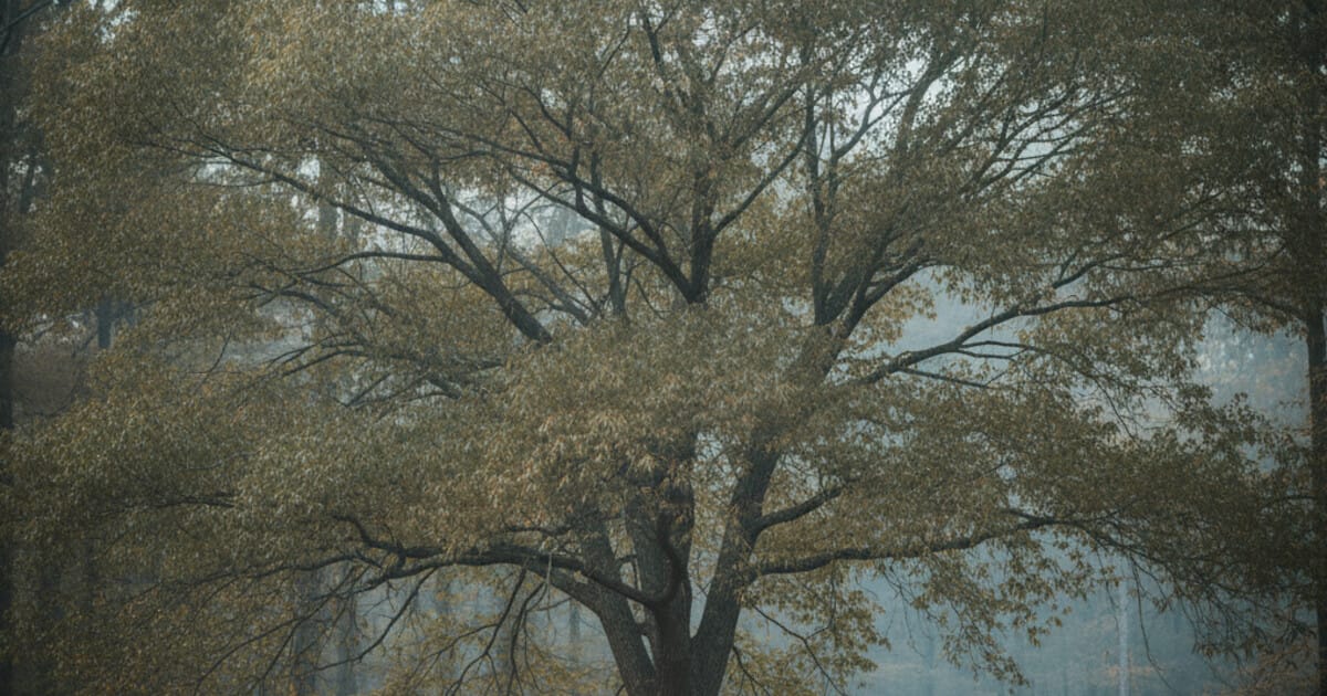 Willow Oak Tree Identification: 7 Reliable Signs