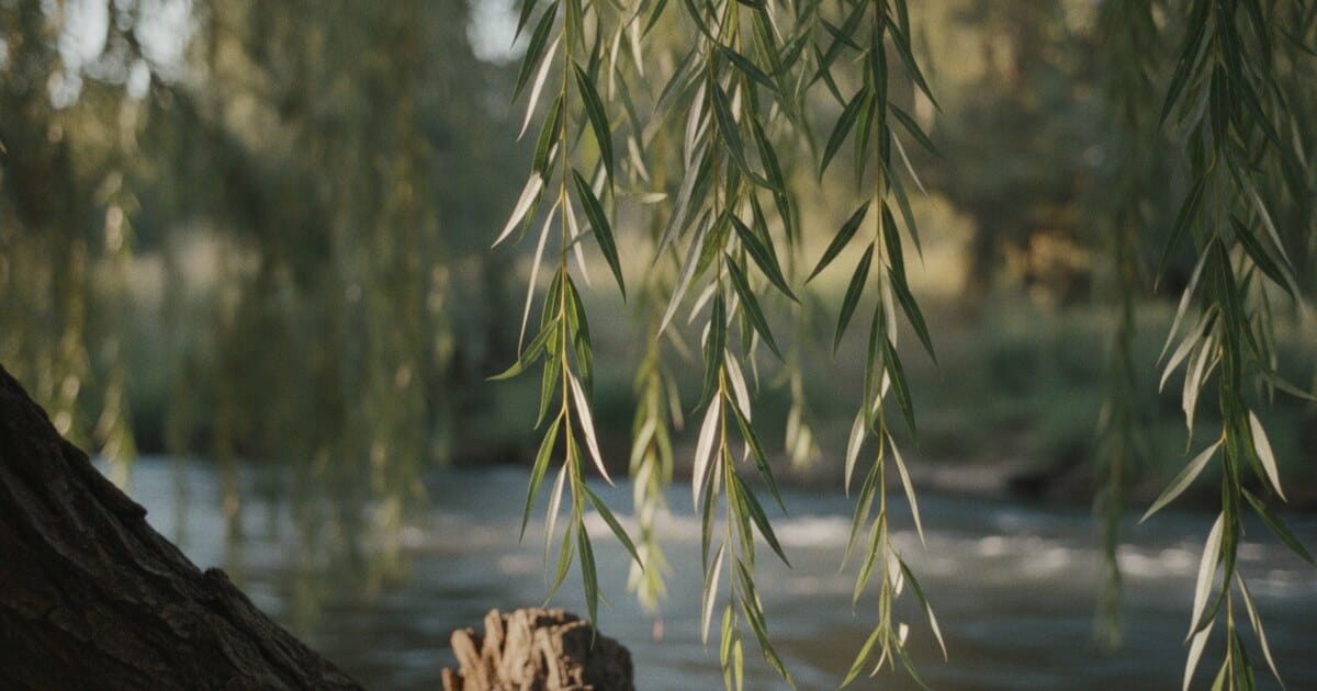 What Color Are Willow Trees? Bark, Leaves & Twigs