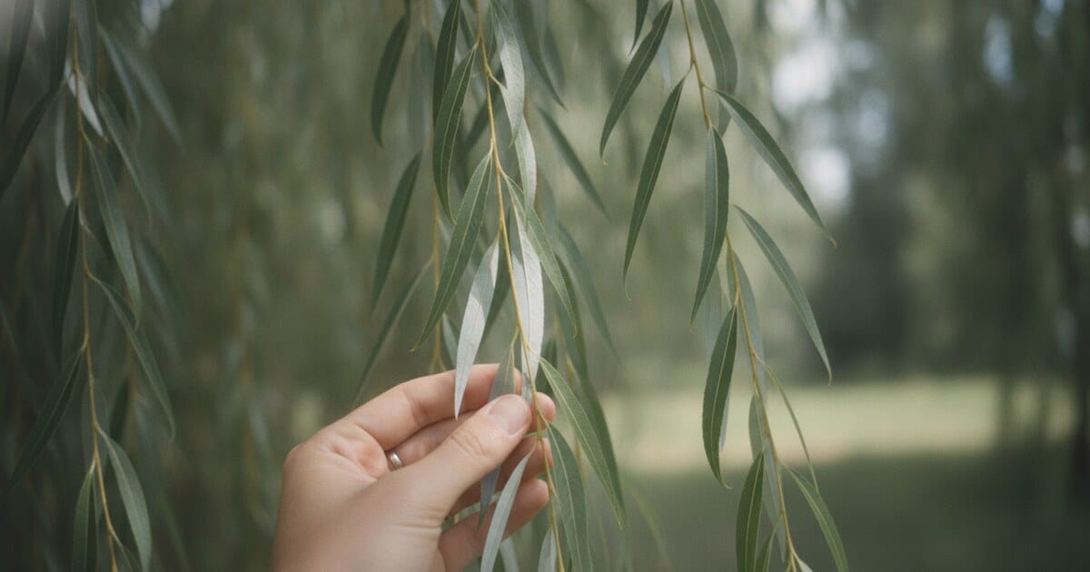 Willow Tree Leaf Shape: Identification Guide by Species