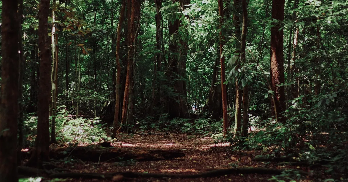 How to Identify Trees in Winter Without Leaves