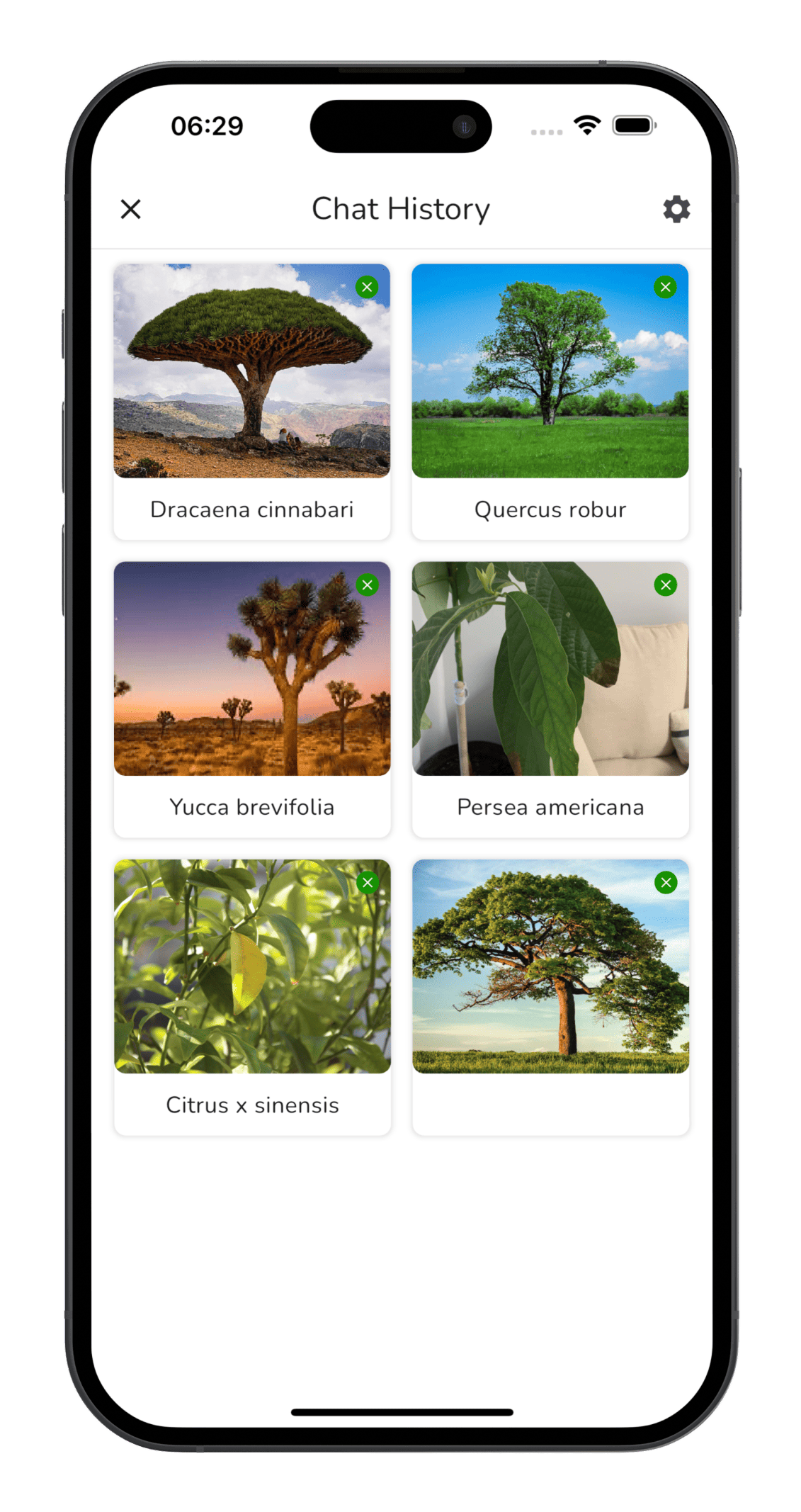 Tree Identifier app screenshot - tree identification example 3
